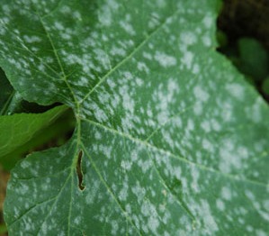 Ick, powdery mildew