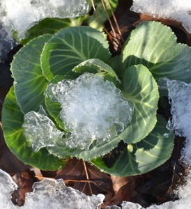 Iced cabbage