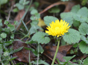 Dandelion