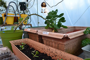 Inside the greenhouse