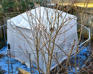 A makeshift greenhouse built from a canopy frame, baling wire, plastic sheeting, and futon parts