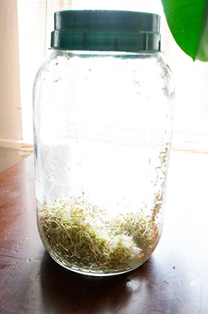 Sprout jar