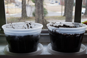 Window ledge garden