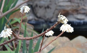 Bee attracting plant