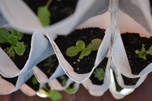 shoe hanger garden