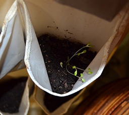 Puny lettuce sprouts