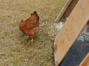 Hen by her coop