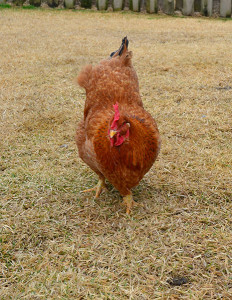 Chicken in the yard