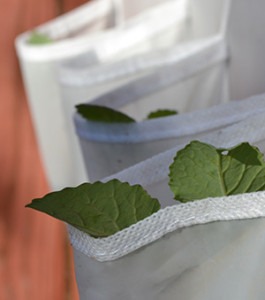 Collards peeking over the top