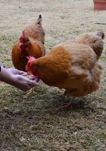 Hand feeding the hens