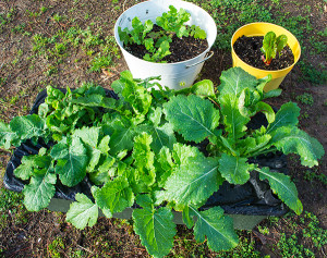 Pots above planted several weeks before Earth Box below