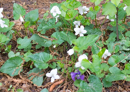 Violets in the yard