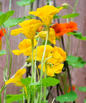 Nasturtiums on the deck