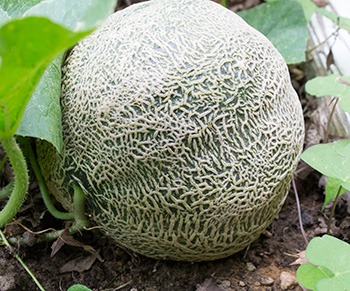 August 9 - Congratulations! It's a cantaloupe!