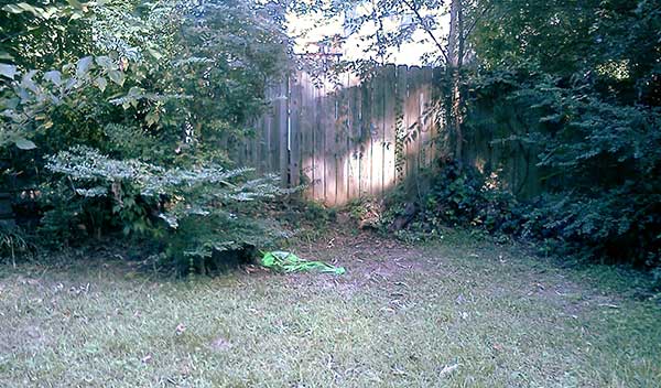 fence and overgrowth