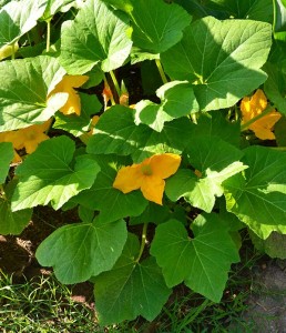 Yellow squash flowers