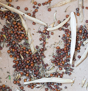 Alabama broccoli seeds in paper sack