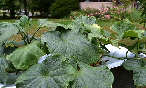 Flourishing cukes with eggplant