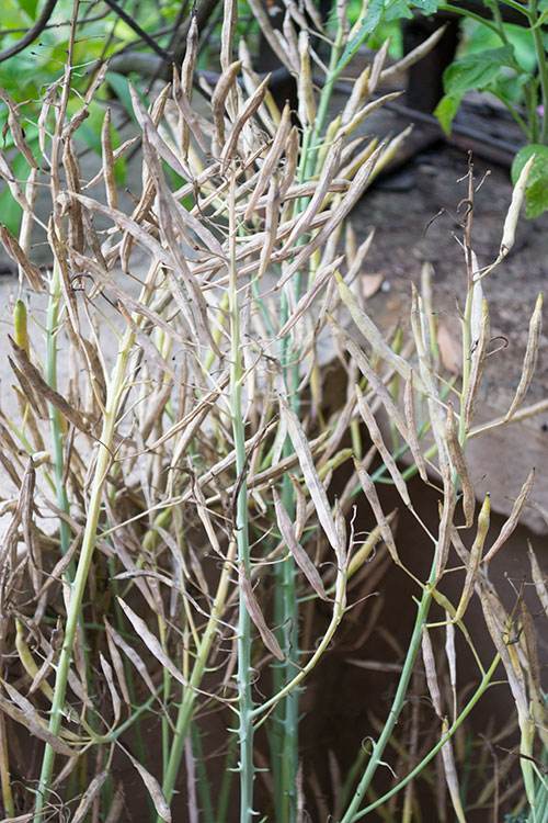 Dried broccoli seed pods