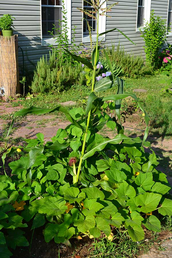 corn, squash and beans