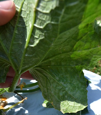 Mildew on underside of leaves