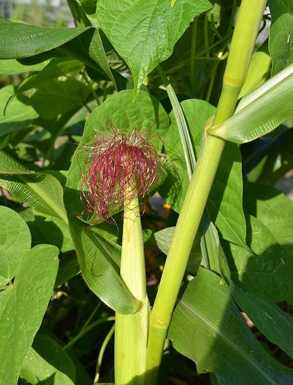 Ears of corn on the way