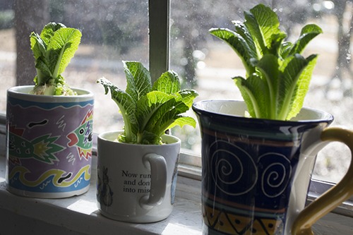 Romaine lettuce growing after being eaten down to the core.