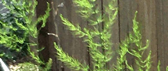 Asparagus fronds