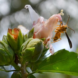 Garden visitor