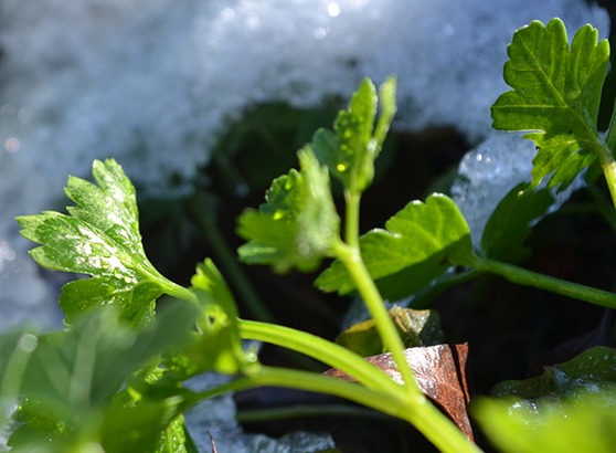 Oh, yes — you CAN have a garden in winter!