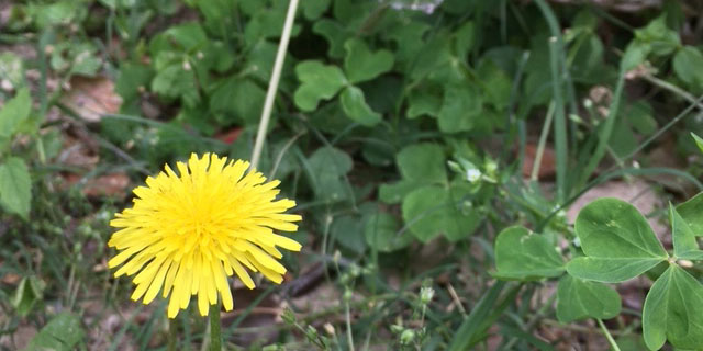 Healthy dandelion salad – who knew?