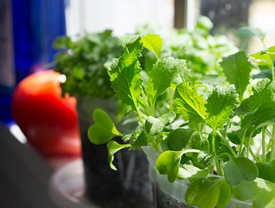 Apartment Gardening