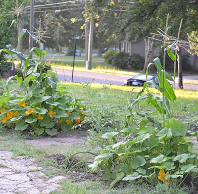 A Native American Gardening Technique