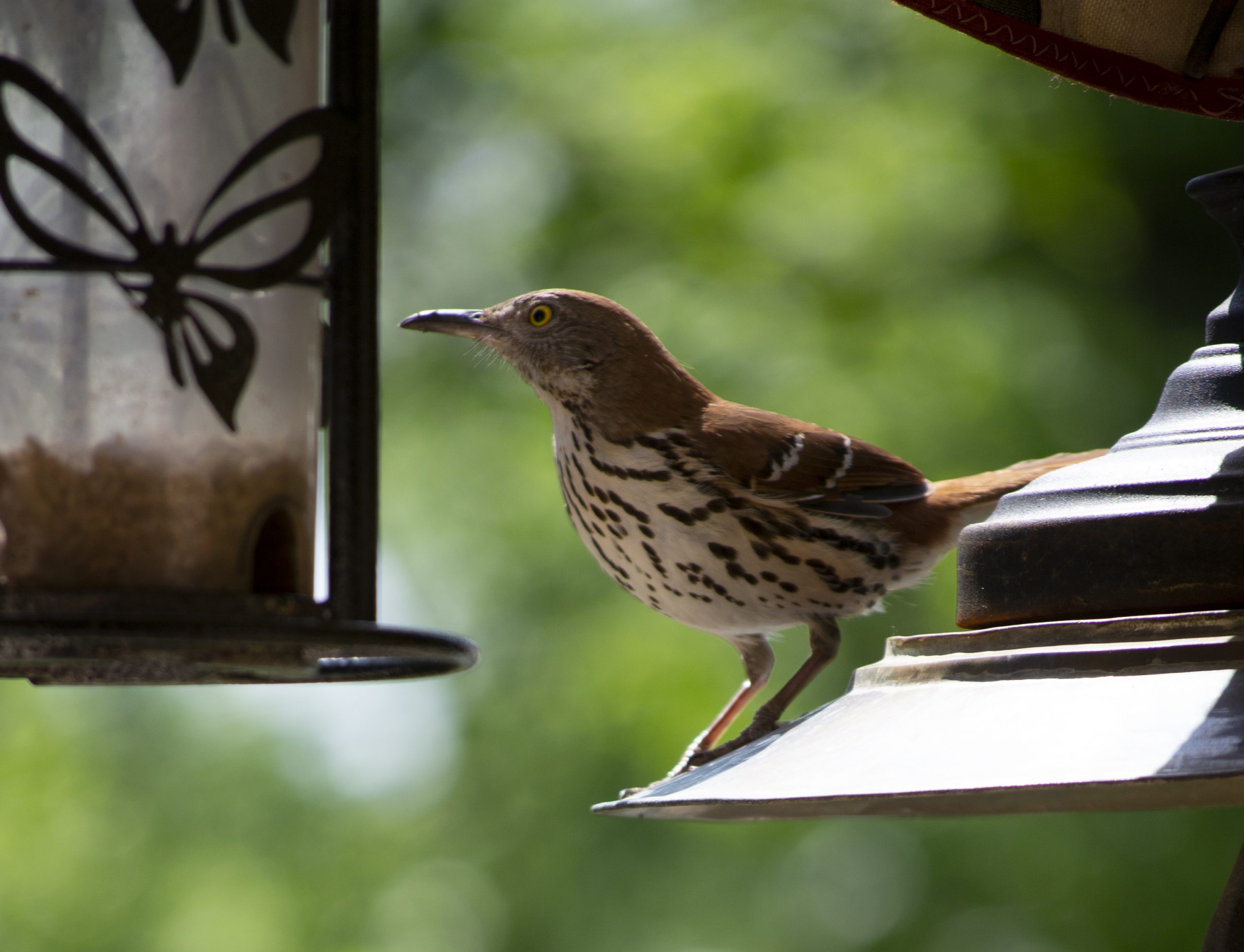 Thrush at the feeder