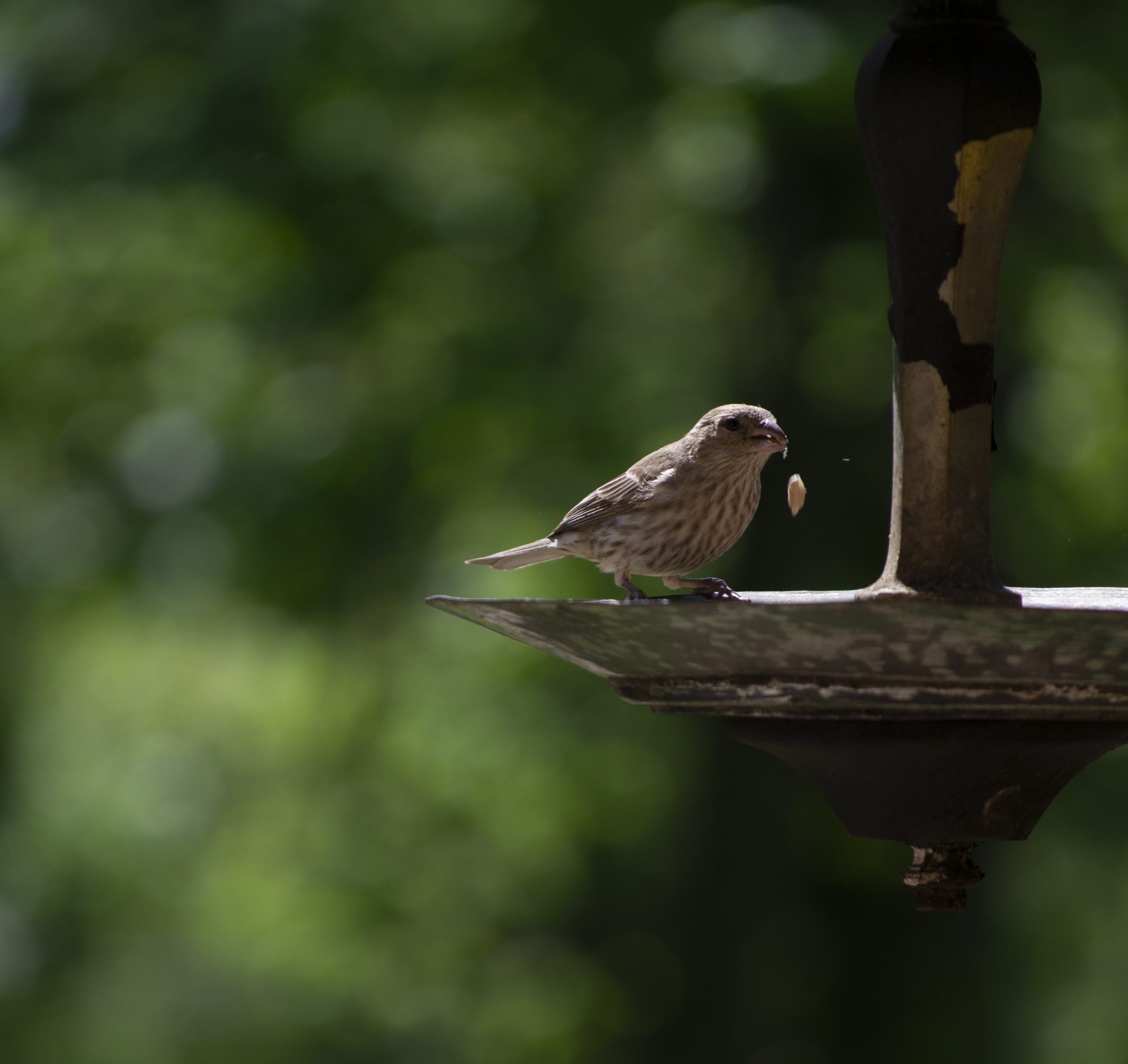 Bird patrol at your service