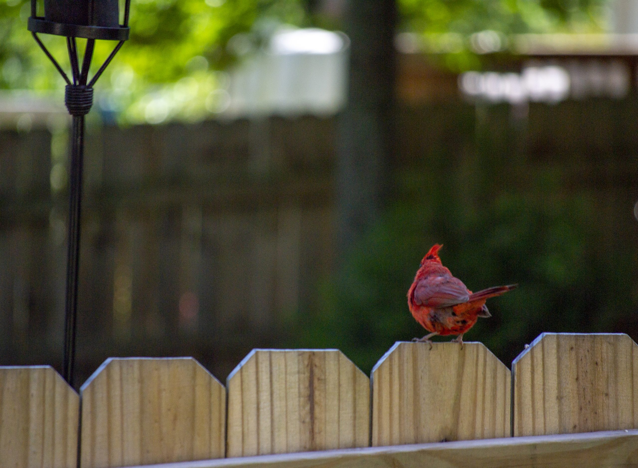 Cardenal on a fence