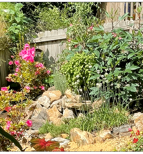 Herb Spiral in late summer