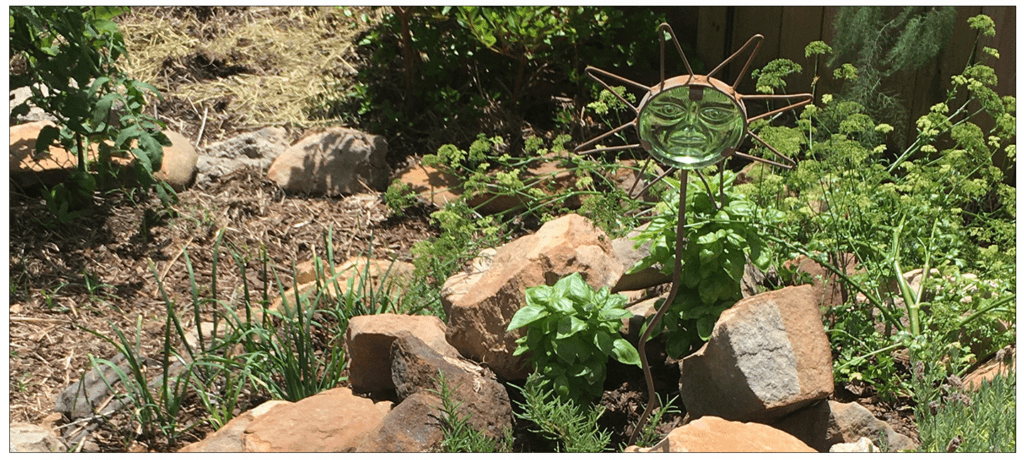 Basil, chives, and rosemary in the spiral garden