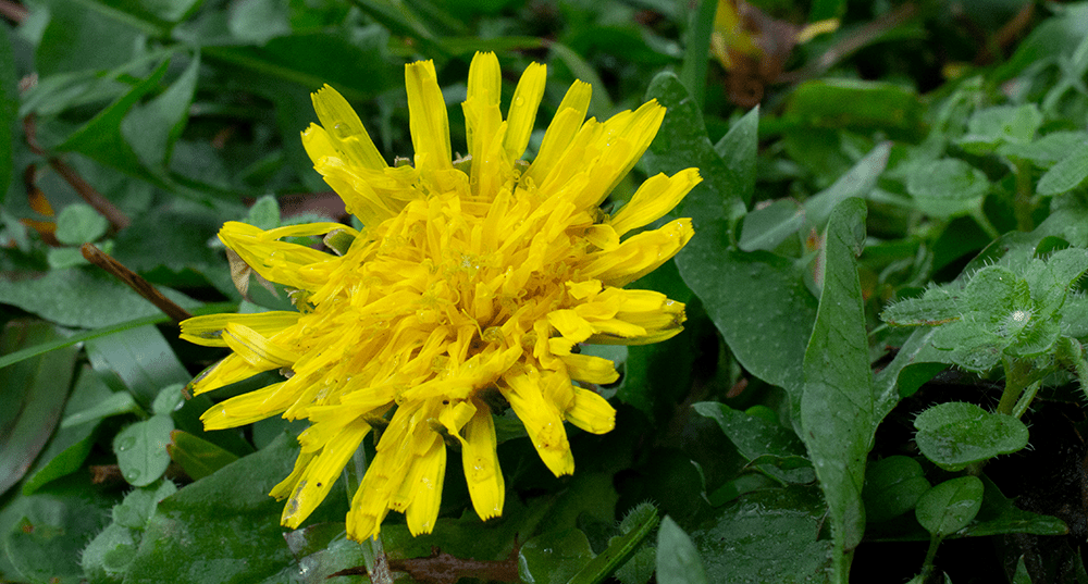 Top ten reasons to love Dandelions