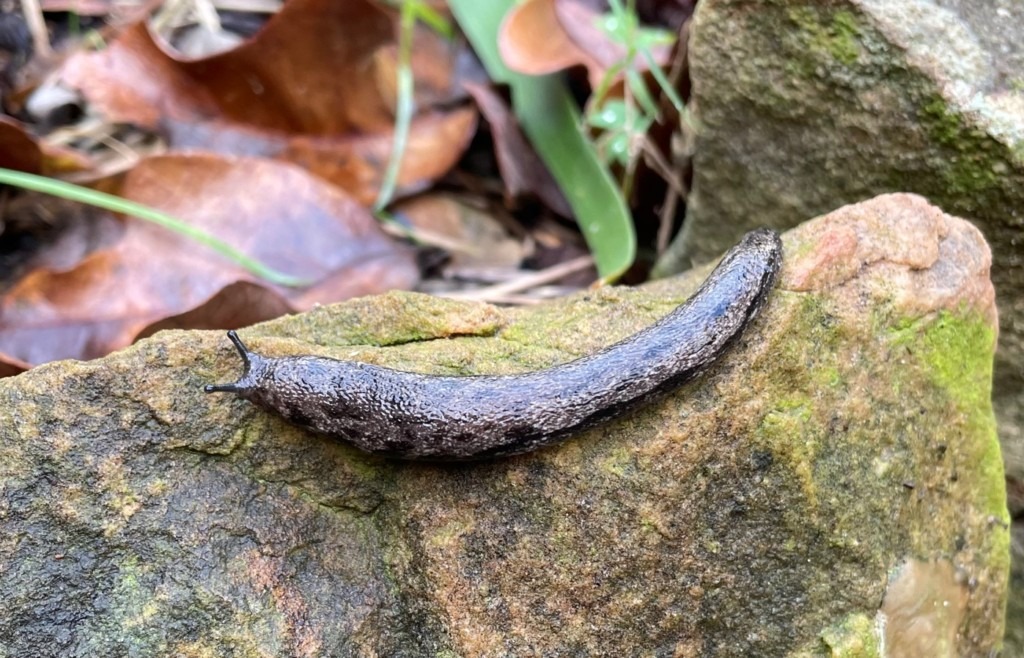 Slug