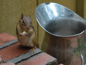 A chipmunk on the back steps