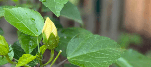 A hibiscus struggles to resist an aphid attack