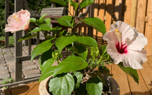 Small hibiscus bush