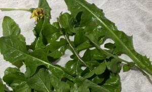 Dandelions for dinner salad