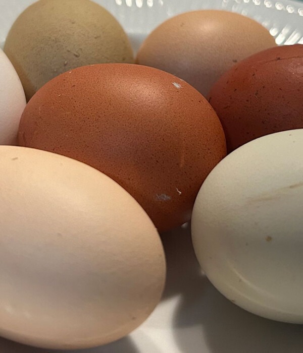 Bowl of multi-colored eggs