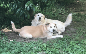 Joni and Jaco rest in the uyard