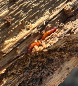 Small larva of something in an old log