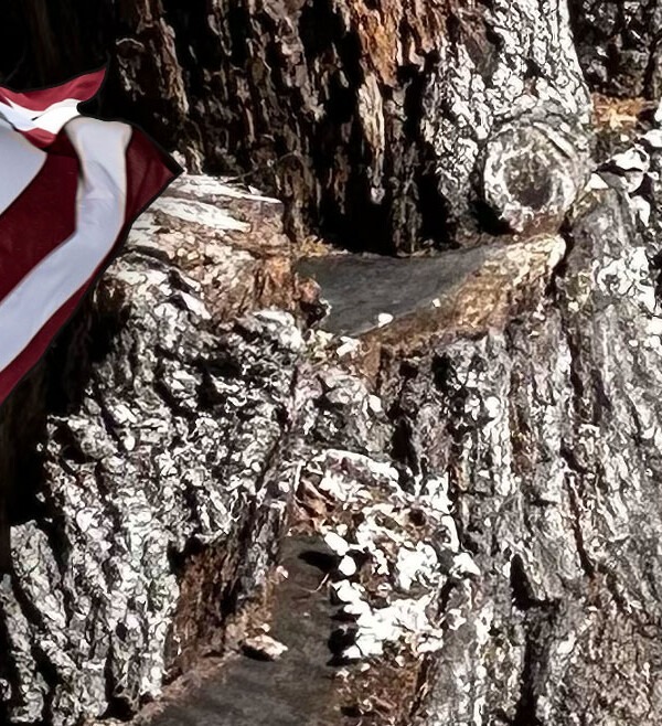 American flag over piles of tree tunk chunks from a felled tree