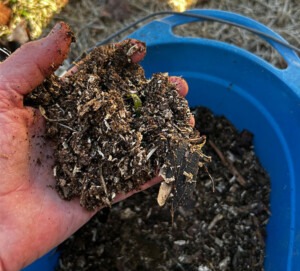 Link to video showing dirt from decomposed tree trunk