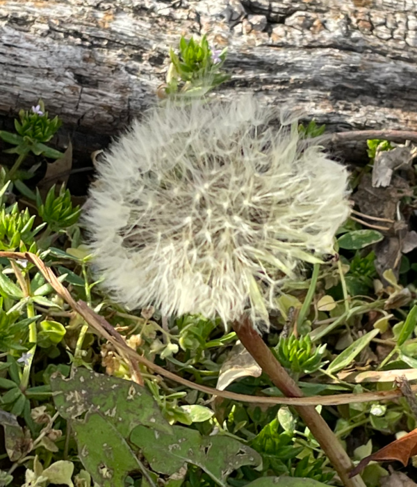 Dandelion head that has gone to seed and is ready to be blown away.